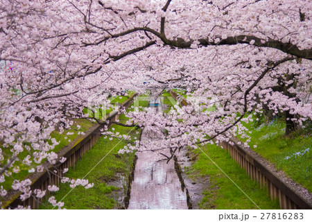満開の桜 27816283