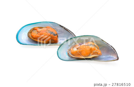 asian green mussel isolated on white background asian green mussel isolated on white background 27816510