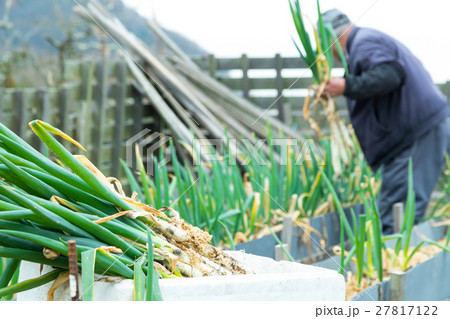 真冬の葱の収穫 葱の畑 ネギの畑 野菜 農業 農産物 初夏 たくさん 真冬の葱の収穫 葱の畑 ネギの畑 野菜 農業 農産物 初夏 たくさん 27817122