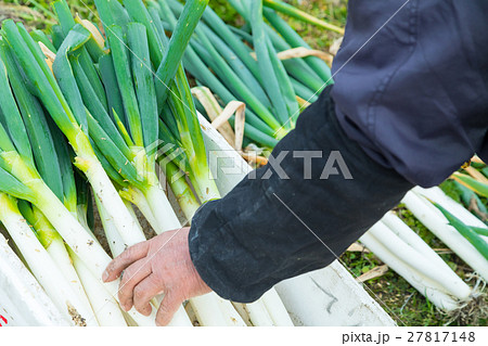 真冬の葱の収穫 葱の畑 ネギの畑 野菜 農業 農産物 初夏 たくさん 真冬の葱の収穫 葱の畑 ネギの畑 野菜 農業 農産物 初夏 たくさん 27817148