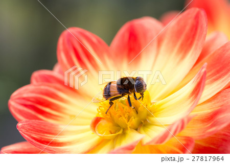 オオハナアブ メス 27817964