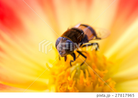 オオハナアブ メス 27817965