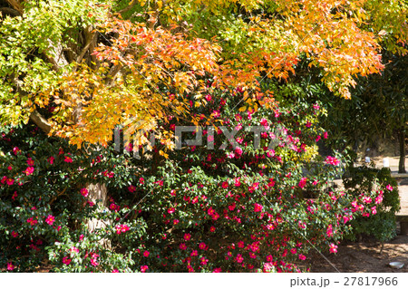 うさぎ島の秋 27817966