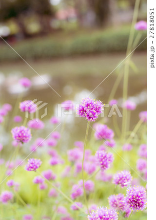 Pink Flower Pink Flower 27818051