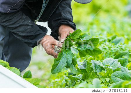 ほうれんそう　ホウレンソウ　ほうれん草　野菜　冬　ベジタブル　葉 27818111