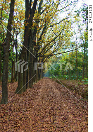 跡 秋 あき 27818155