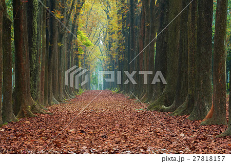 秋 あき 秋の 27818157