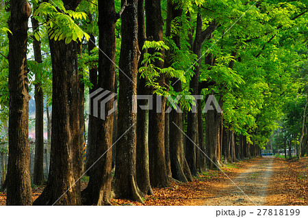 跡 林 森 27818199