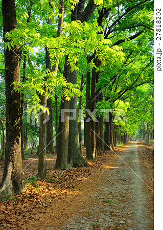 跡 林 森 27818202