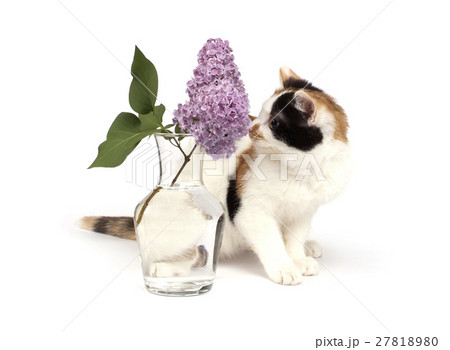 tricolor kitten and lilac branch 27818980