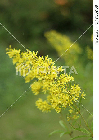 野の花 黄色い花 夏の花の写真素材