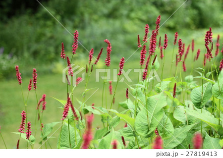 夏の花壇の赤い花、自然風景 27819413