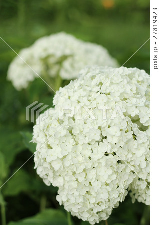 花壇に咲く花、白いアジサイ、夏の花 花壇に咲く花、白いアジサイ、夏の花 27819423