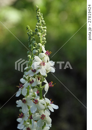 花壇に咲く白い花 夏の花の写真素材