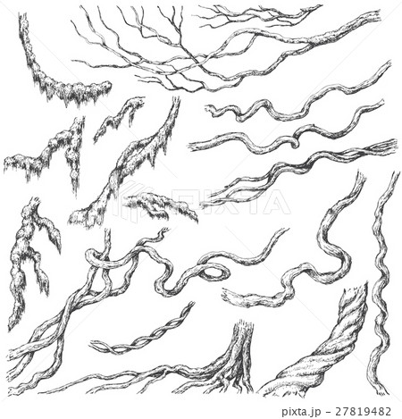 Liana Branches  Sketch 27819482