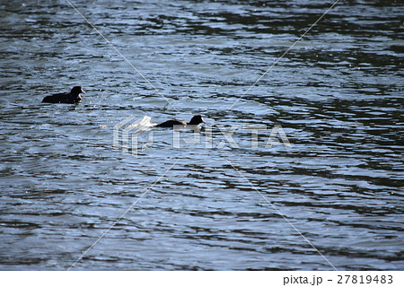 水鳥の夫婦でくつろぐ 27819483