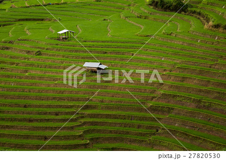 step rice farming plantation agriculture step rice farming plantation agriculture 27820530