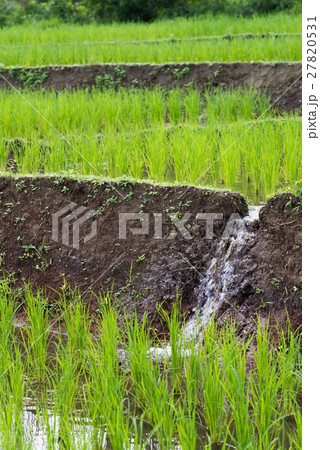 step rice farming plantation agriculture 27820531