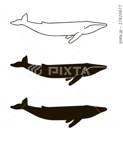 Illustration of blue whale isolated on white 27820677