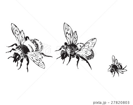 Vector engraving antique illustration flying bees Vector engraving antique illustration flying bees 27820803