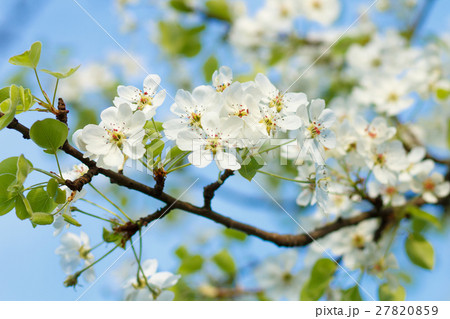 Blossoming pear tree twig with white flowers. Blossoming pear tree twig with white flowers. 27820859