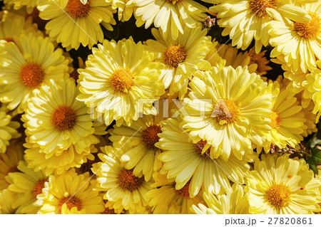 Many yellow flowers 27820861