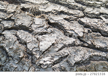 close up rough old wood texture background 27821316