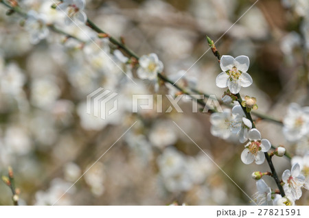 梅 梅の花 うめ 27821591