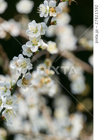 梅 梅の花 うめ 27821592