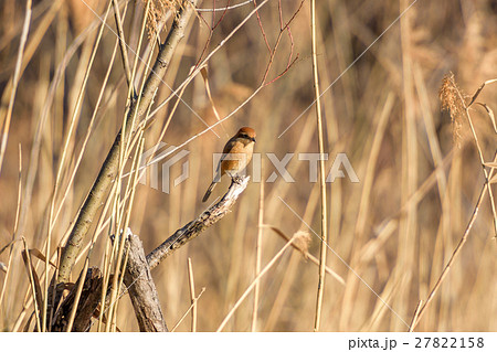 モズ モズ 27822158