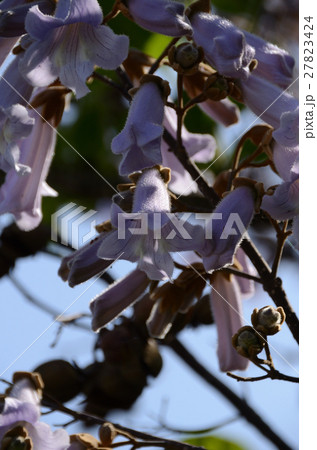 キリ・桐の花 キリ・桐の花 27823424