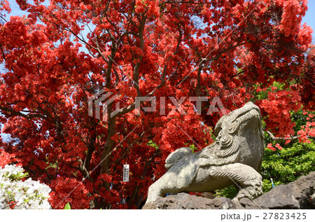 咲き誇る樹齢約250年のミヤマツツジ・深山躑躅 咲き誇る樹齢約250年のミヤマツツジ・深山躑躅 27823425
