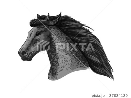Horse head of running mustang vector sketch Horse head of running mustang vector sketch 27824129