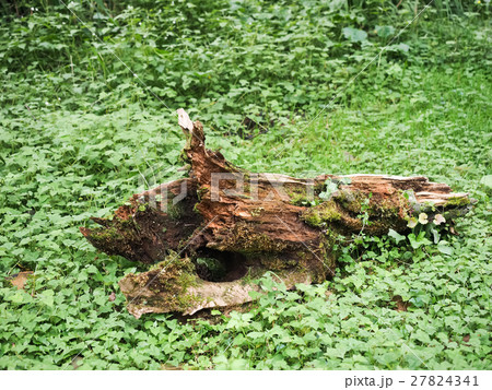 ウッド 木材 木 27824341