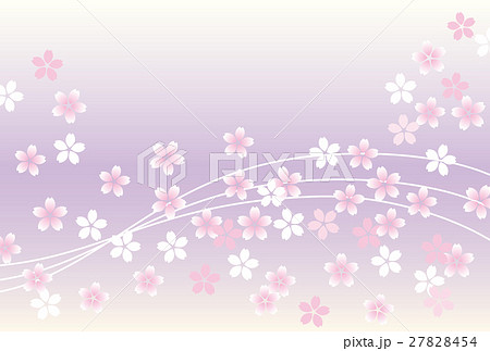 桜吹雪背景 ピンク紫のイラスト素材