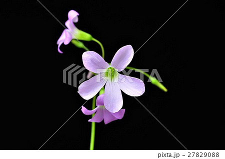 ムラサキノマイ 27829088