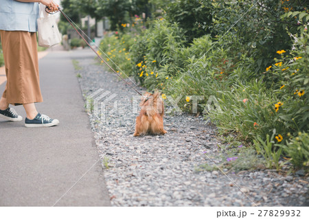 dog lover 27829932