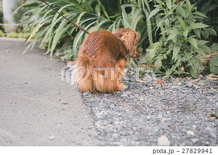 dog lover dog lover 27829941