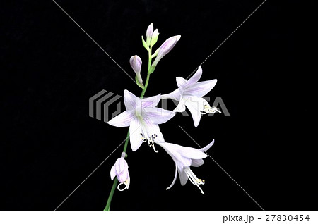 ギボウシの花 27830454