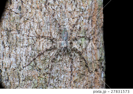 extreme and close view of Lichen Huntsman Spider 27831573
