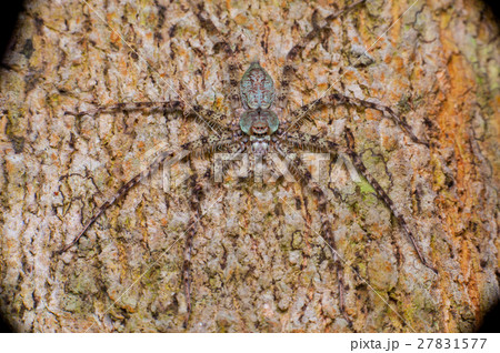 extreme and close view of Lichen Huntsman Spider 27831577