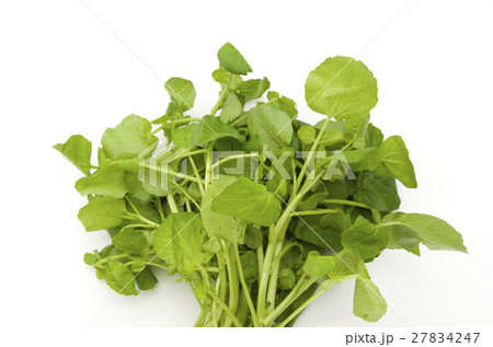 クレソン クレソン 27834247