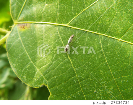 スカシヒメヘリカメムシ　交尾 27834734