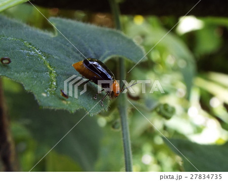 クロウリハムシ 27834735