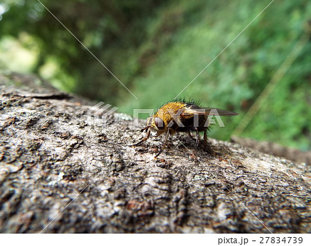 ヨコジマオオハリバエ 27834739
