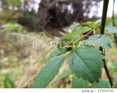 アシグロツユムシ 27834743