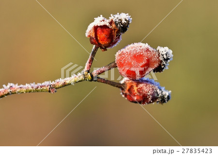 Frost on branches. Rose bush. Frost on branches. Rose bush. 27835423