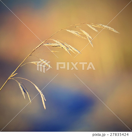Frost on blade of grass.Beautiful winter nature 27835424
