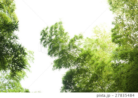 竹林 竹林 27835484