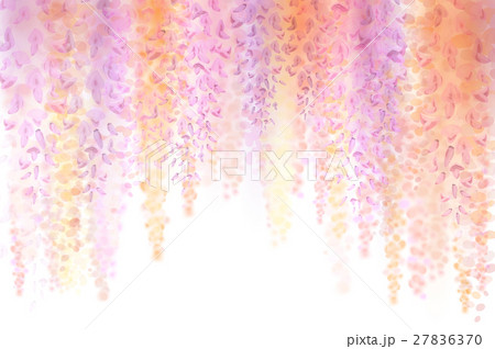 Spring background with blooming wisteria Spring background with blooming wisteria 27836370